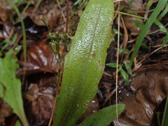 Plantago raoulii
