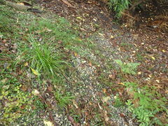Plantago raoulii