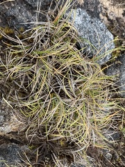 Carex breviculmis