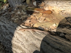 Scincella formosensis