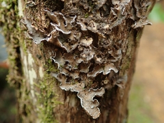 Pseudocyphellaria intricata