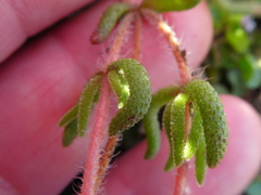 Drosanthemum striatum