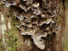 Pseudocyphellaria intricata
