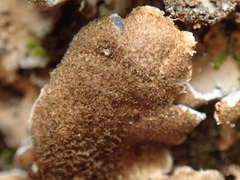 Pseudocyphellaria intricata