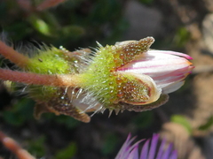 Drosanthemum striatum