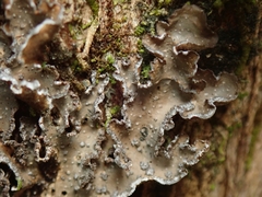 Pseudocyphellaria intricata