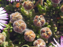 Drosanthemum striatum