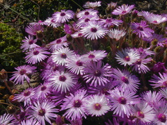 Drosanthemum striatum