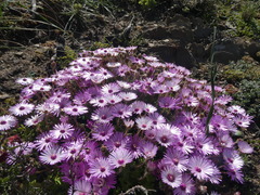 Drosanthemum striatum