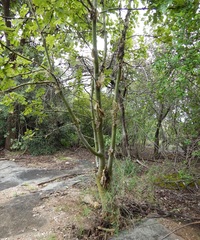 Commiphora marlothii