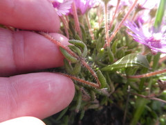 Drosanthemum striatum