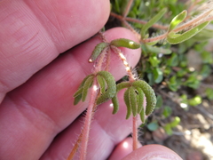 Drosanthemum striatum