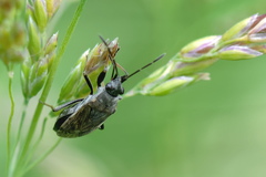 Peritrechus gracilicornis