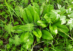 Clintonia udensis