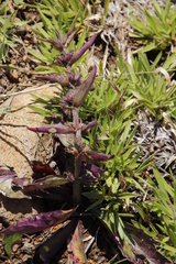 Ajuga ophrydis