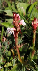 Satyrium sphaerocarpum