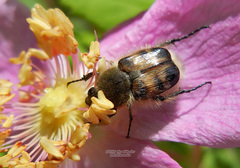 Lasiotrichius succinctus