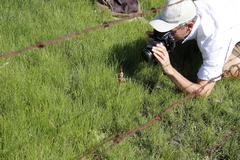 Satyrium cristatum cristatum