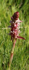 Satyrium cristatum cristatum