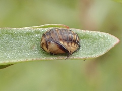 Micraspis furcifera