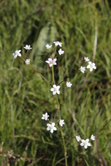 Alepidea