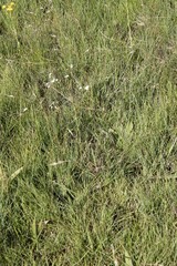 Alepidea
