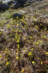 Ranunculus sulphureus