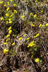 Ranunculus sulphureus