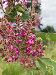 Pseudarthria hookeri