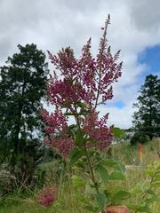 Pseudarthria hookeri
