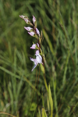 Brownleea recurvata