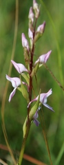Brownleea recurvata
