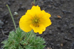 Papaver microcarpum