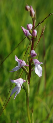 Image of Brownleea recurvata by (c) Tony Rebelo, some rights reserved (CC BY-SA)