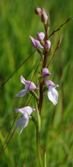 Brownleea recurvata