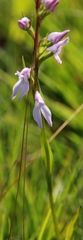 Brownleea recurvata