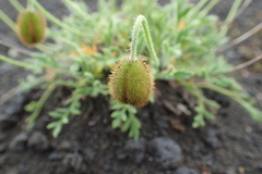 Papaver microcarpum