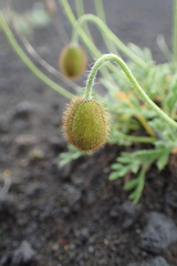 Papaver microcarpum