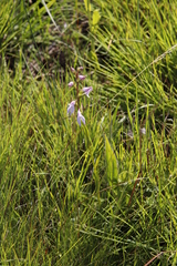 Brownleea recurvata