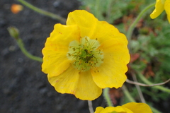 Papaver microcarpum
