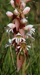 Satyrium sphaerocarpum