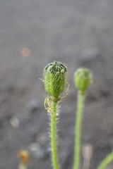 Papaver microcarpum