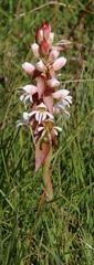 Satyrium sphaerocarpum