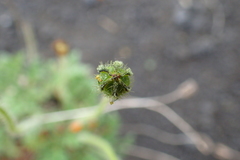 Papaver microcarpum