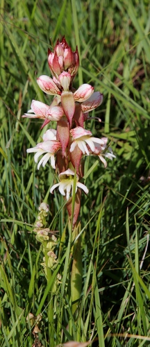 Image of Satyrium sphaerocarpum by (c) Tony Rebelo, some rights reserved (CC BY-SA)