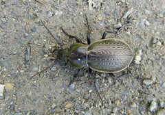 Carabus billbergi