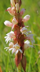 Satyrium sphaerocarpum