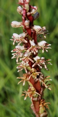 Satyrium cristatum cristatum