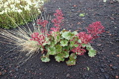 Micranthes purpurascens