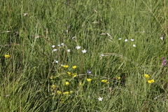 Alepidea natalensis